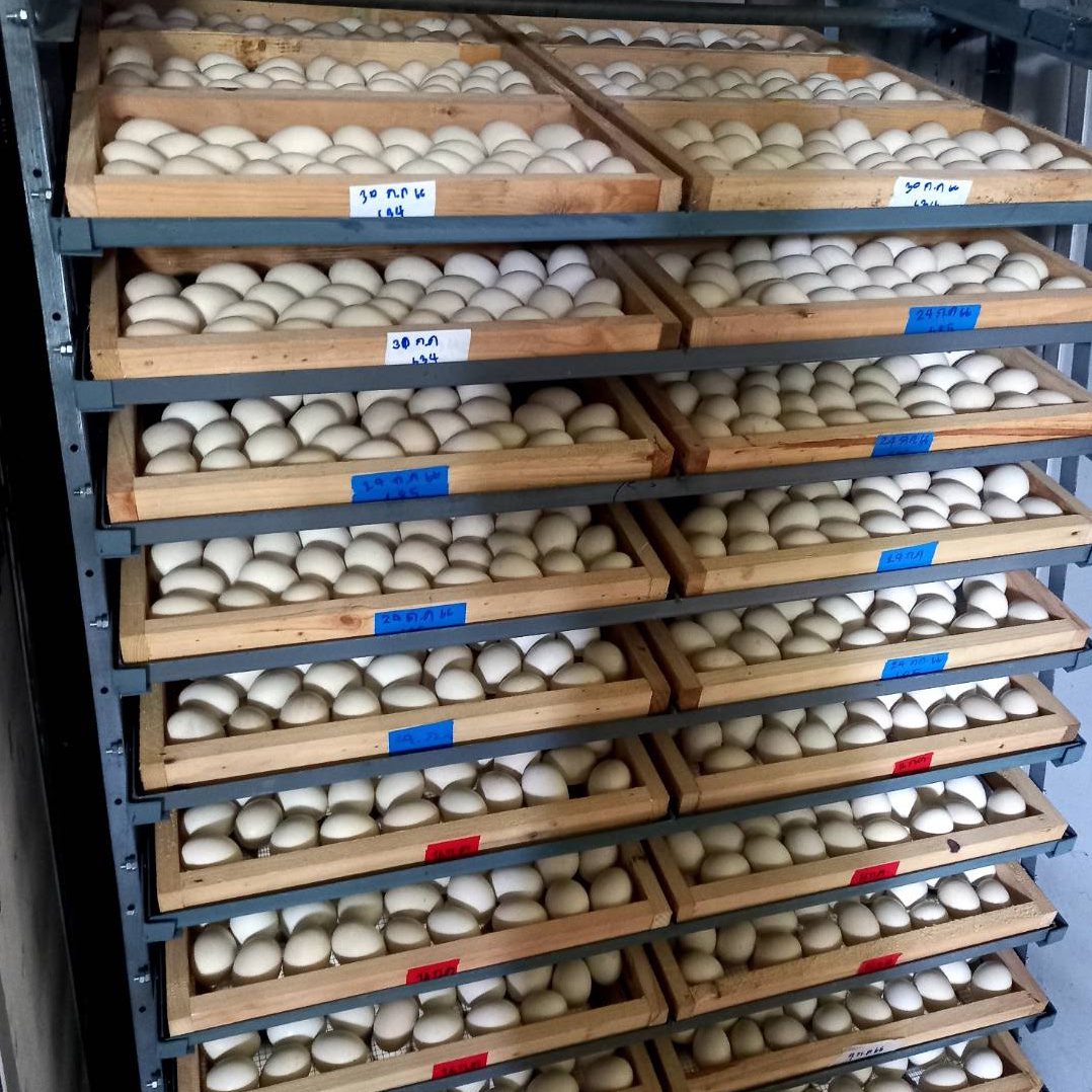 ตู้ฟักไข่เป็ดบาบารี